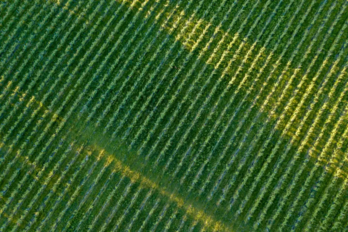 Vista aérea de un cultivo en surcos, tomada desde el dron